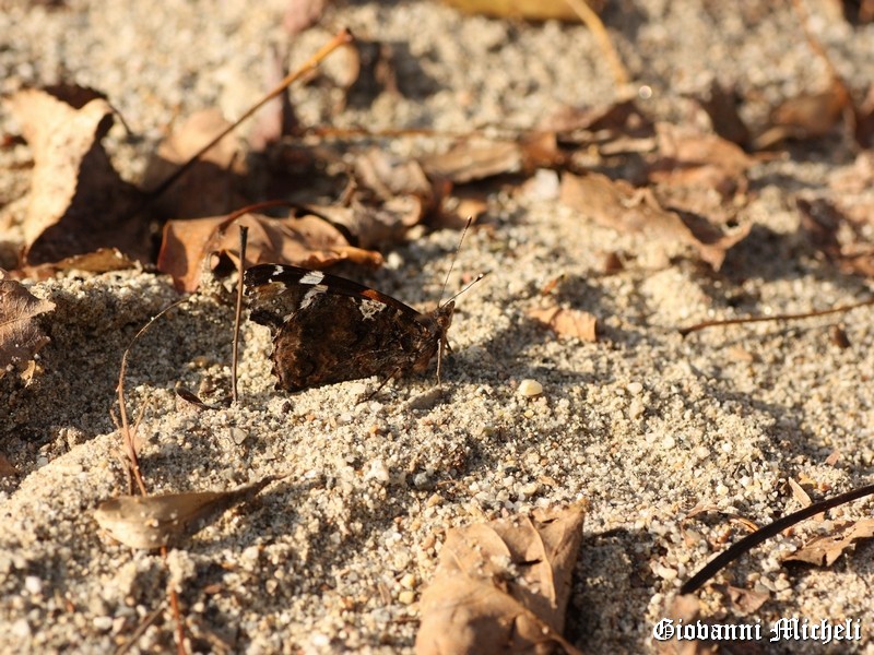 Vanesse in spiaggia...